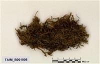 藏品(船葉塔苔)的圖片